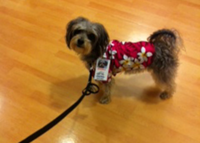 Houston Humane Society | Happy Tail Sparkle
