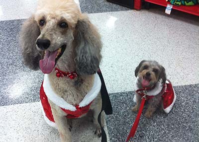 Houston Humane Society Happy Tail Sparkle