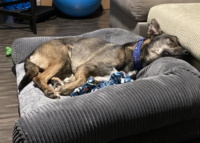 Houston Humane Society | Happy Tail Spirit