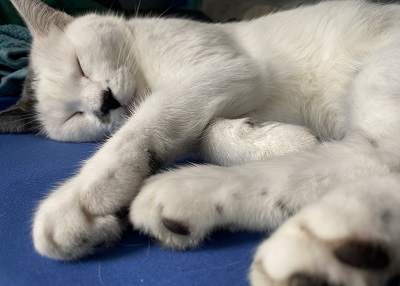 Houston Humane Society | Happy Tail Spot