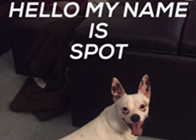 Houston Humane Society | Happy Tail Spot