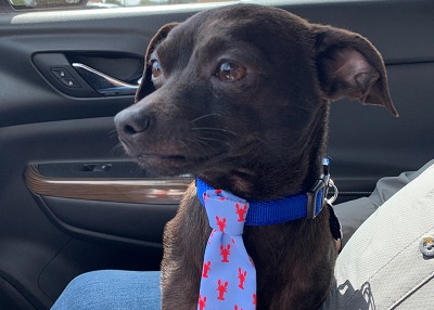 Houston Humane Society | Happy Tail Stan
