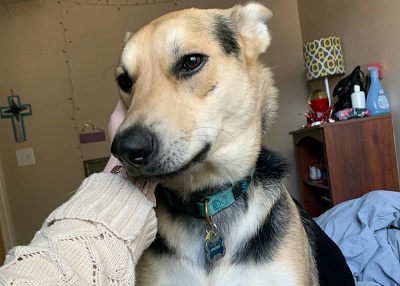 Houston Humane Society | Happy Tail Stormie