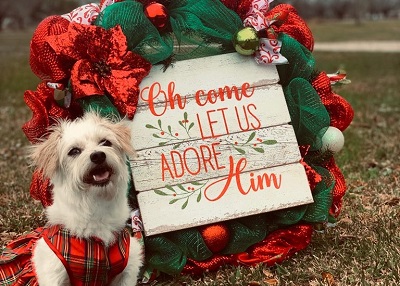 Houston Humane Society | Happy Tail Sugar