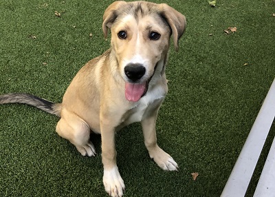 Houston Humane Society | Happy Tail Sunny