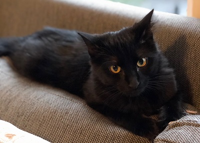 Houston Humane Society | Happy Tail Sven