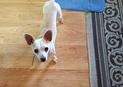 Houston Humane Society | Happy Tail Tater