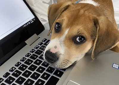 Houston Humane Society | Happy Tail Thor