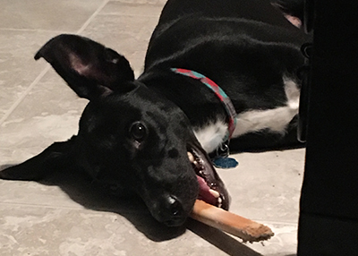 Houston Humane Society | Happy Tail Toby