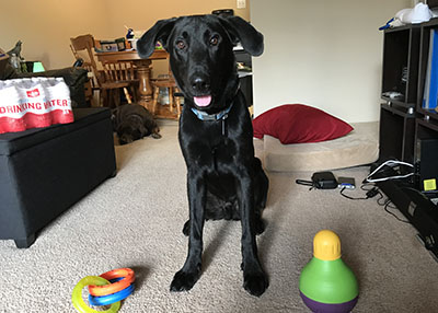 Houston Humane Society | Happy Tail Toby