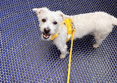 Houston Humane Society | Happy Tail TomTom
