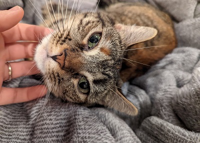 Houston Humane Society | Happy Tail Tonks