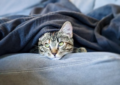 Houston Humane Society | Happy Tail Tonks