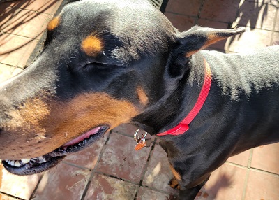 Houston Humane Society | Happy Tail Trapper