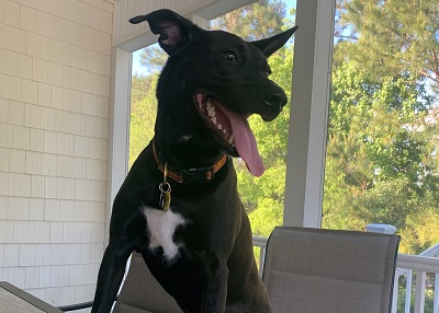 Houston Humane Society | Happy Tail Venus