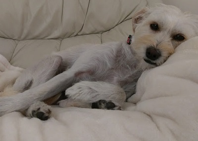 Houston Humane Society | Happy Tail ViVi