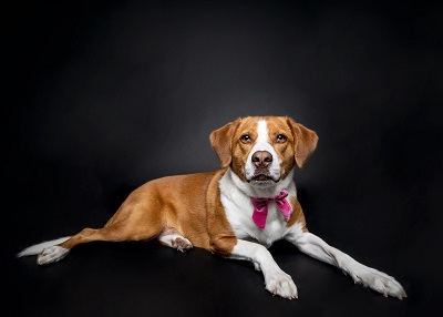 Houston Humane Society | Happy Tail Winnie