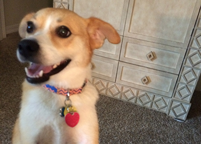 Houston Humane Society | Happy Tail Winston