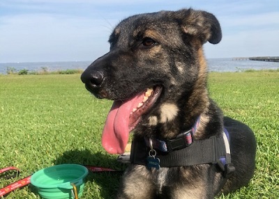 Houston Humane Society | Happy Tail Wrigley