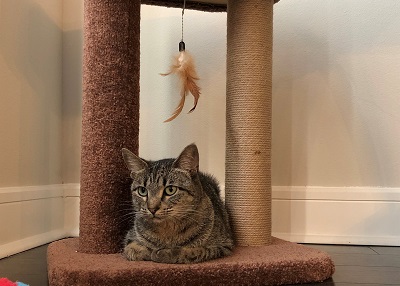 Houston Humane Society | Happy Tail Xena
