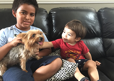 Houston Humane Society | Happy Tail Yorkie