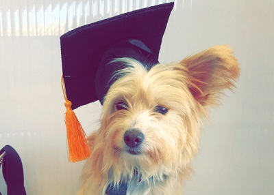 Houston Humane Society | Happy Tail Zeus