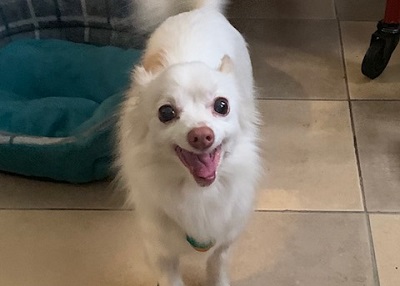 Houston Humane Society | Happy Tail Zoe