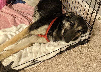 Houston Humane Society | Happy Tail Zoey