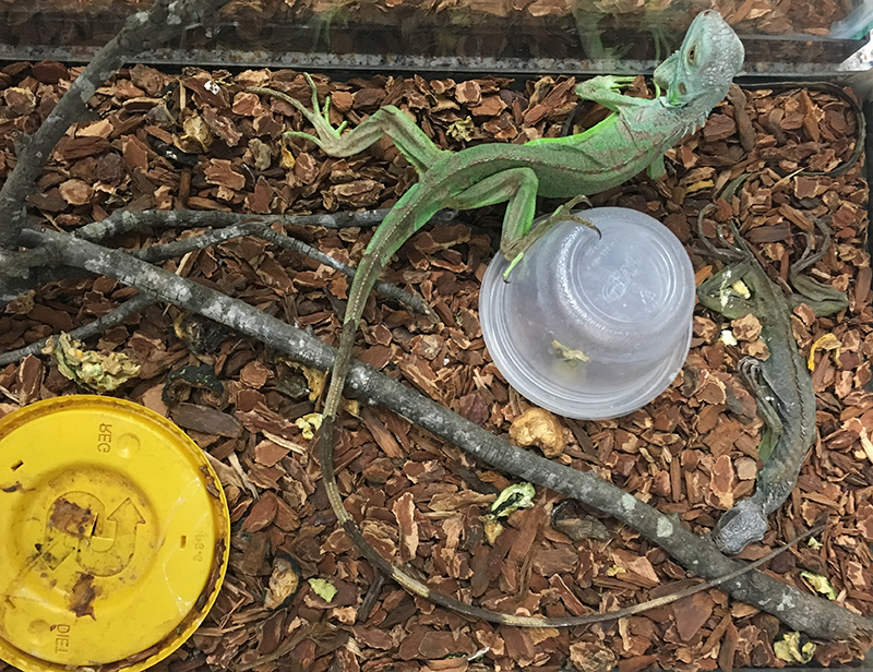 iguana-was-forced-to-live-in-the-same-cage-with-t