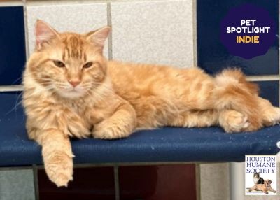 Houston Humane Society | Indie