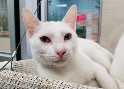 Houston Humane Society | Inga