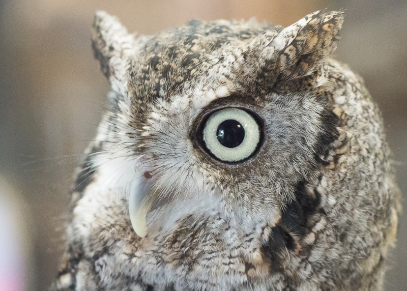 Houston Humane Society | Houston Humane Society Mourns Beloved Owl Iris