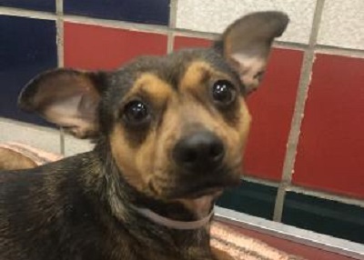 Houston Humane Society | Happy Tail Isabella