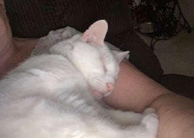 Houston Humane Society | Happy Tail Jack