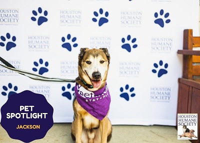 Houston Humane Society | Jackson