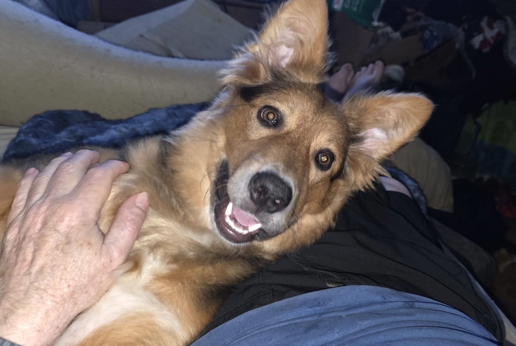 jake-happy-tail-1
