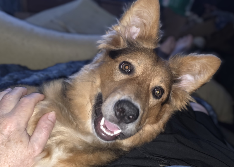 Houston Humane Society | Jake’s Happy Tail