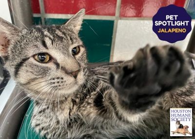 Houston Humane Society | Jalapeno