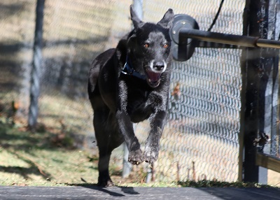 Houston Humane Society | Happy Tail Jethro, Paige, and Macy