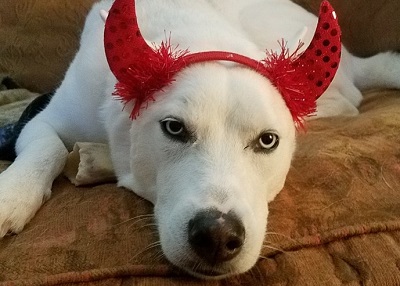 Houston Humane Society | Happy Tail Joker