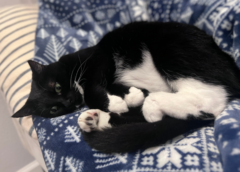 Houston Humane Society | Josie's Happy Tail
