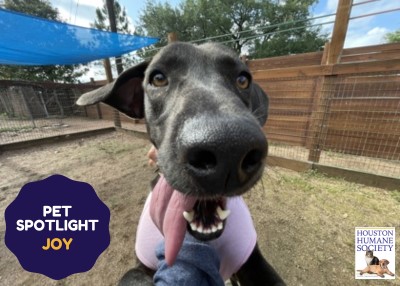 Houston Humane Society | Joy