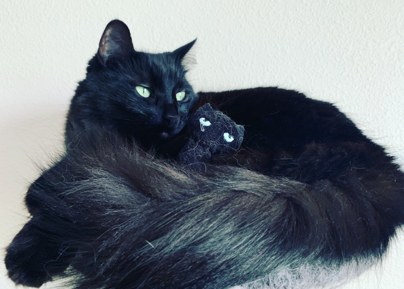 Houston Humane Society | Jupiter's Happy Tail