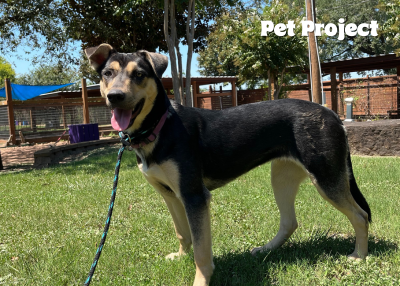 Houston Humane Society | Karen