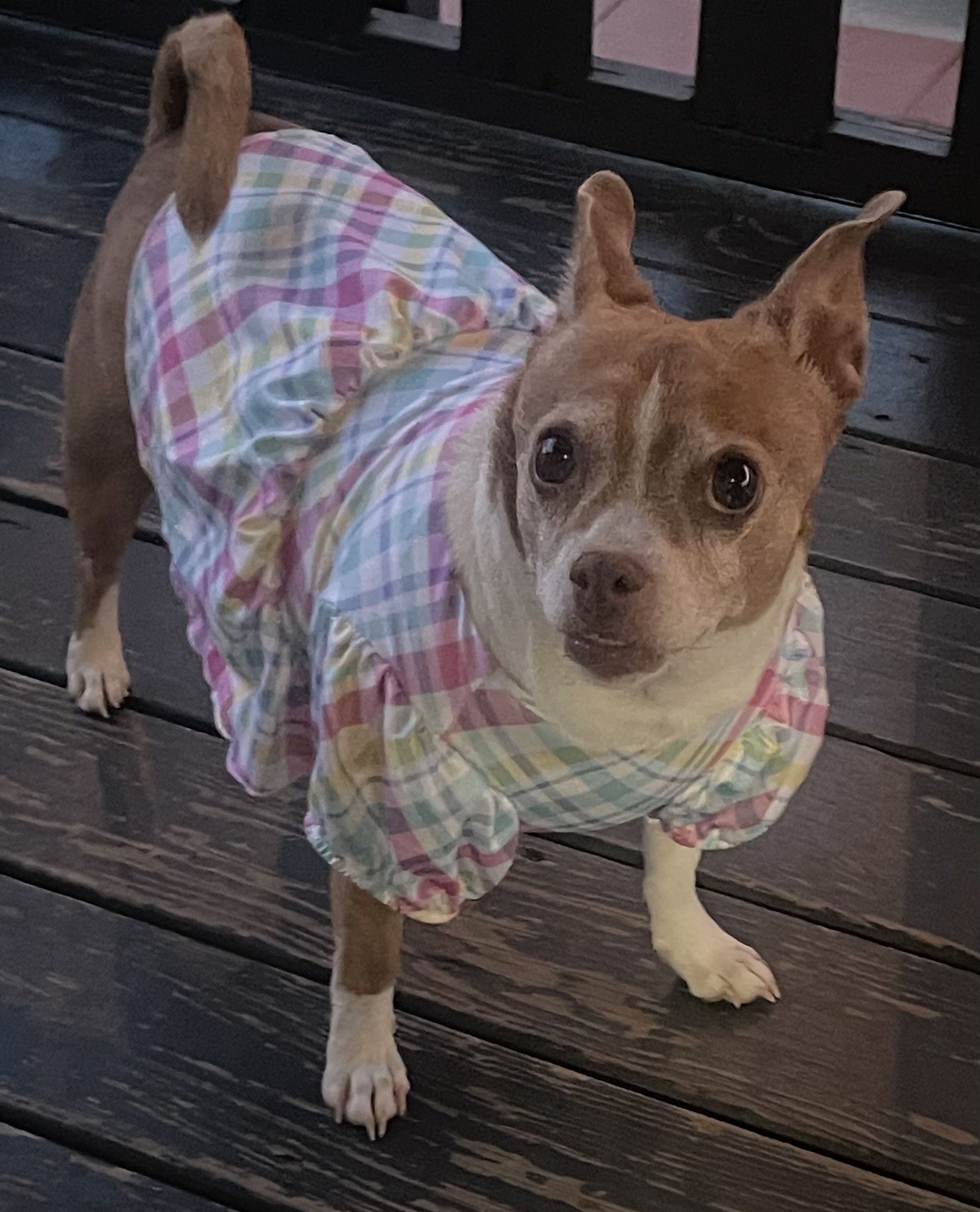 Karma, a small brown and white chihuahua, standing on a deck wearing a pastel plaid dress