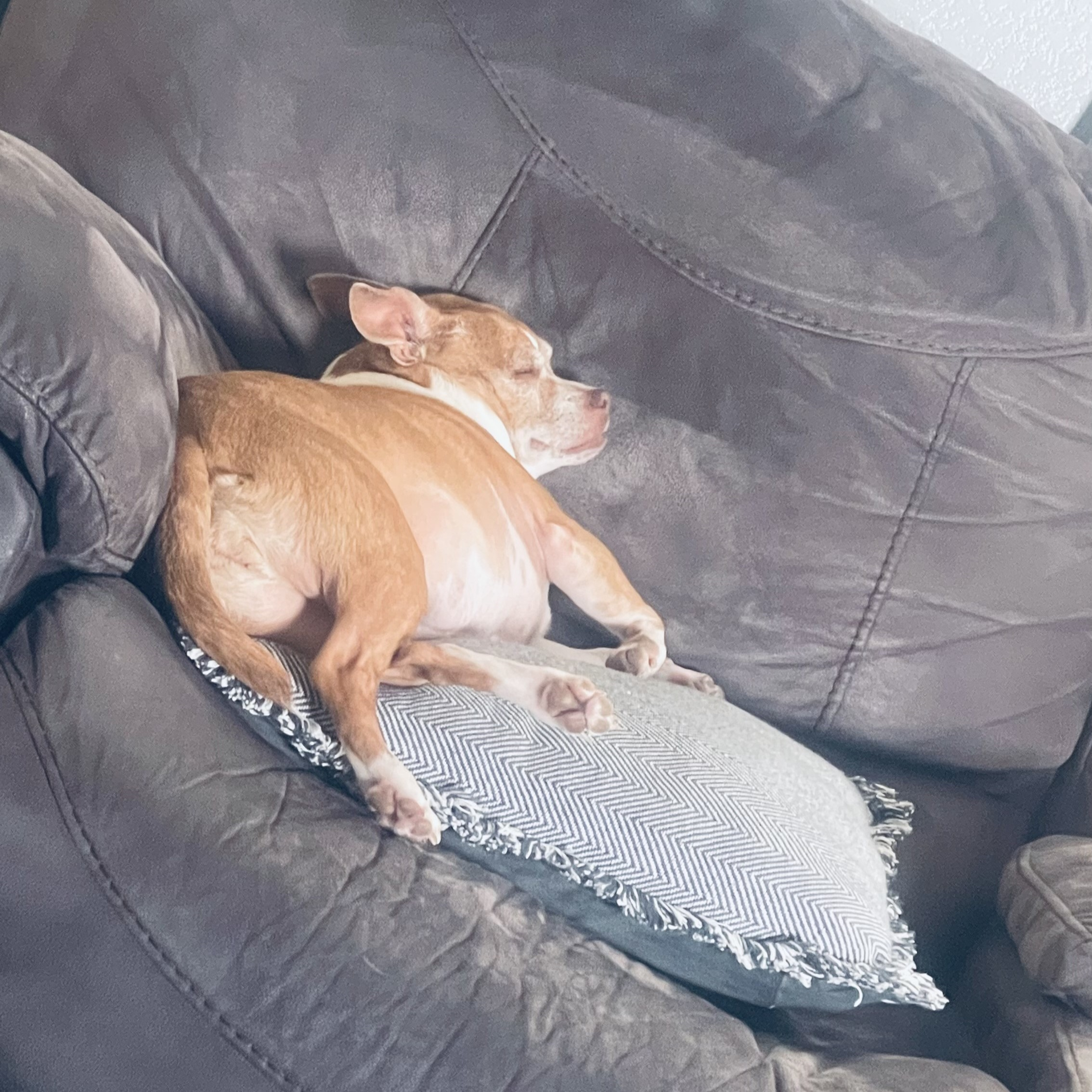 Karma, a small brown and white chihuahua, sleeping on a sofa