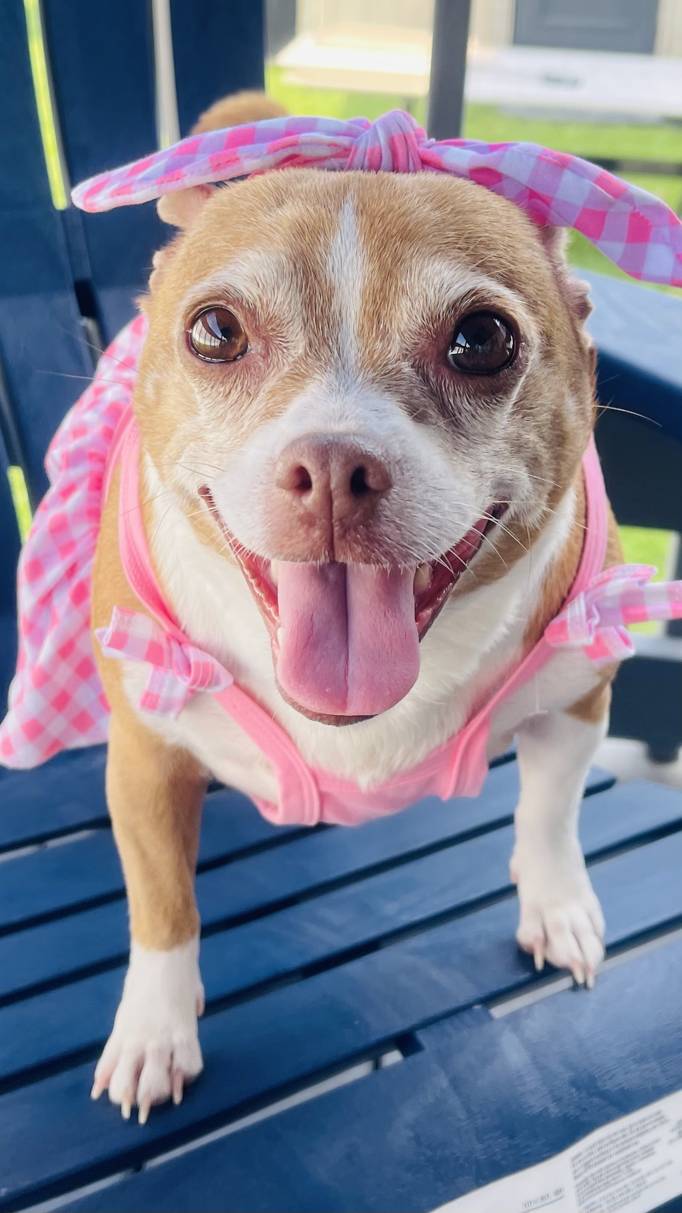 Karma, a small brown and white chihuahua, wearing a pink gingham patterned dress