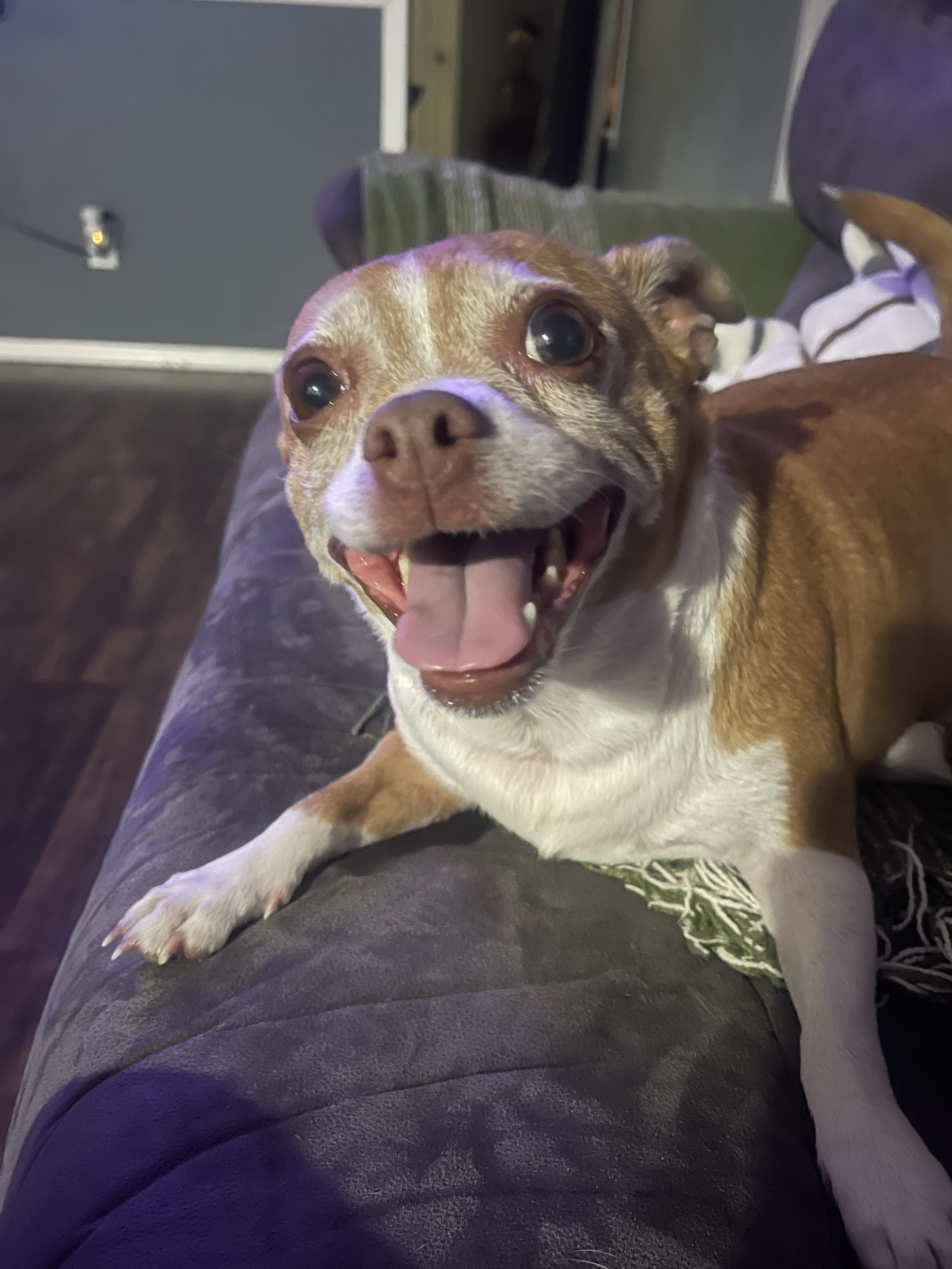 Karma, a small brown and white chihuahua, on a sofa with her mouth open, looking at the camera