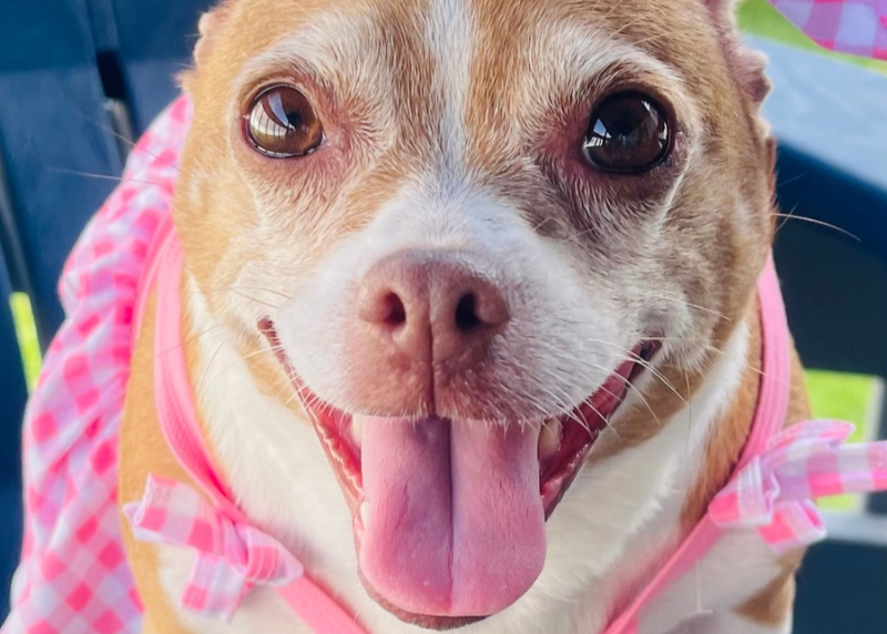 Houston Humane Society | Karma's Happy Tail