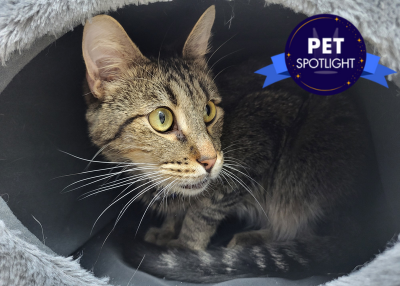 Houston Humane Society | Karmelo